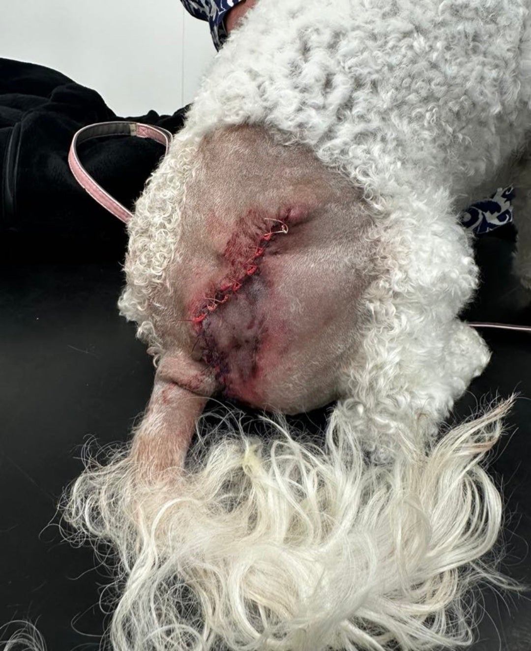 Honey needed several stitches and surgery