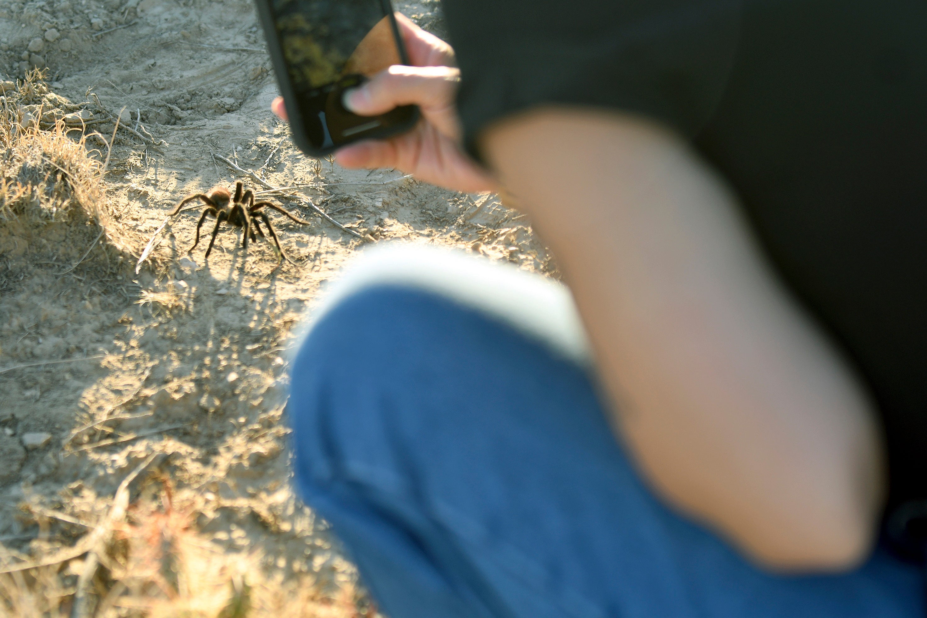 tarantula looking for a mate on the plains near La Junta