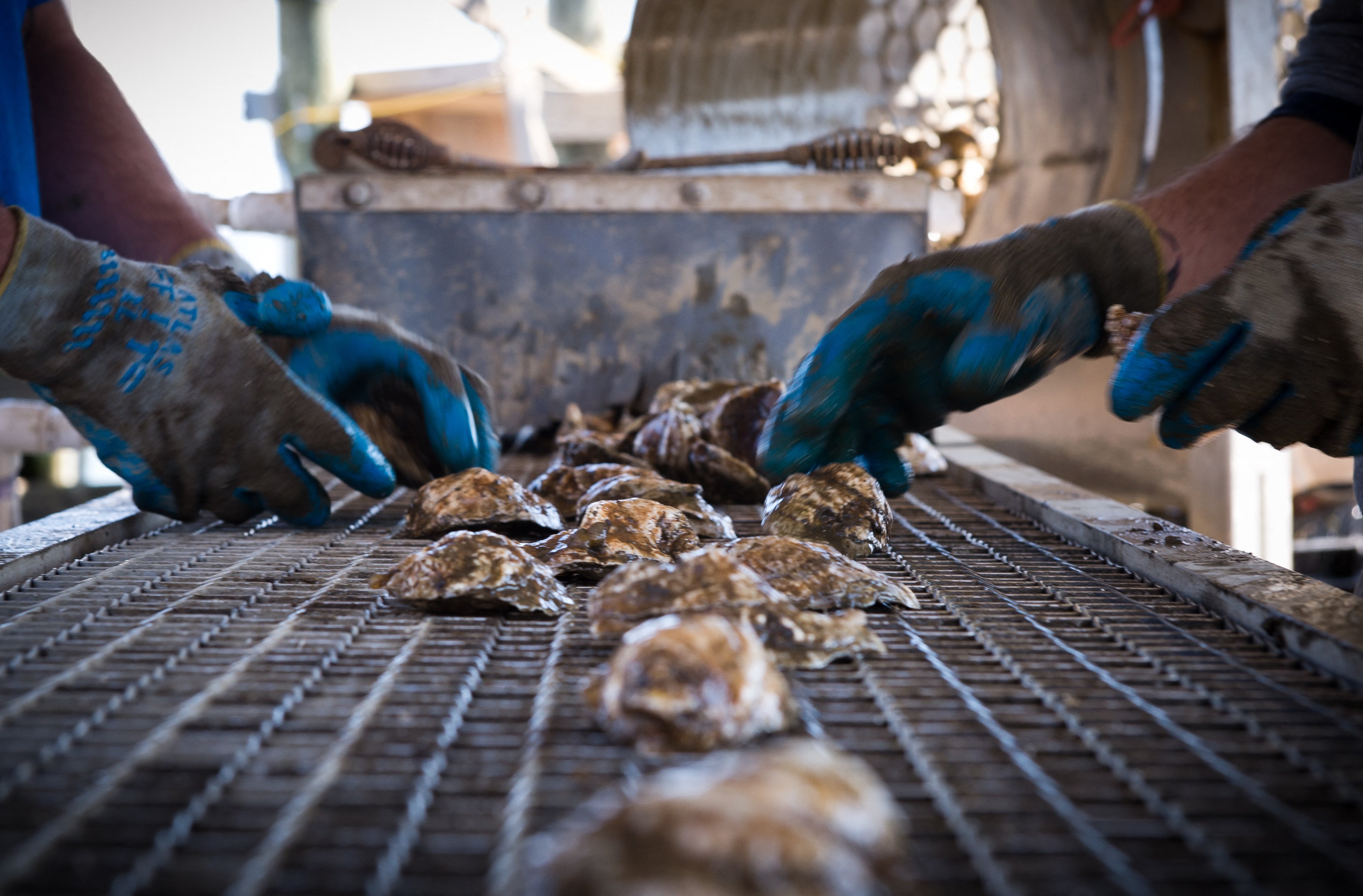 Employees of the Hollywood Oyster company sort fresh oysters in the waters of Chesapeake Bay in March 2014. There have been sudden oyster die-offs there and along other parts of the East Coast over the past decade.