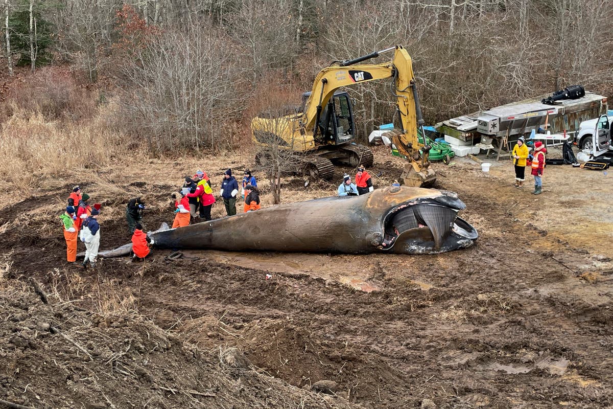 Rare whale died of chronic entanglement in Maine fishing gear