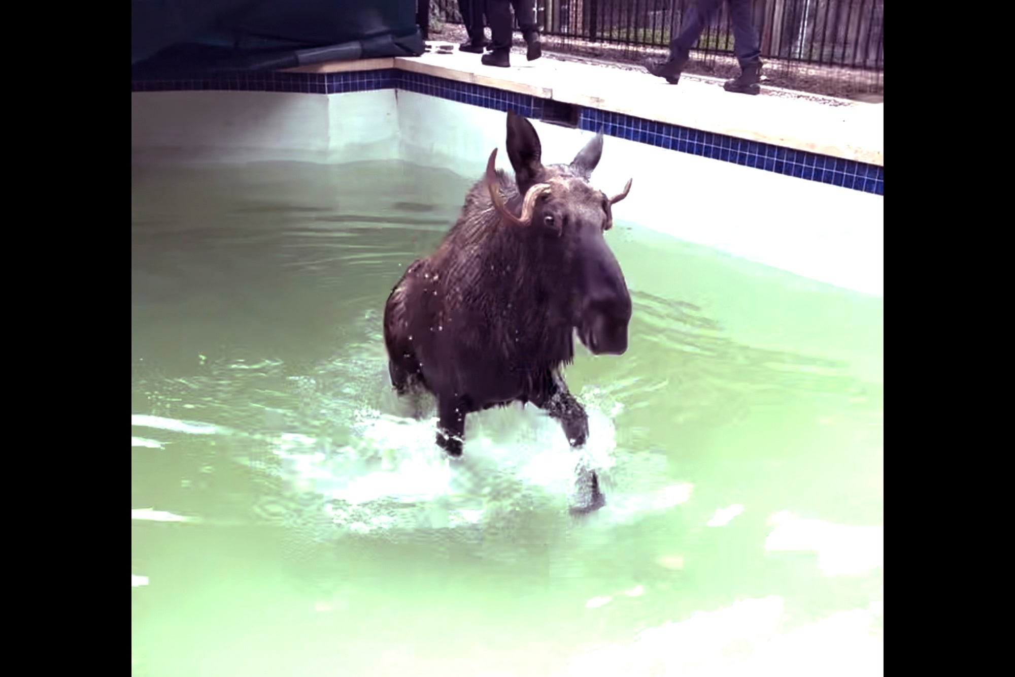 Swimming Pool Moose