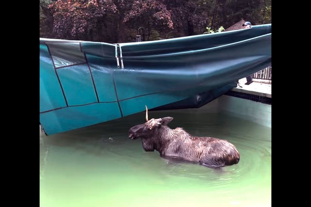 Swimming Pool Moose