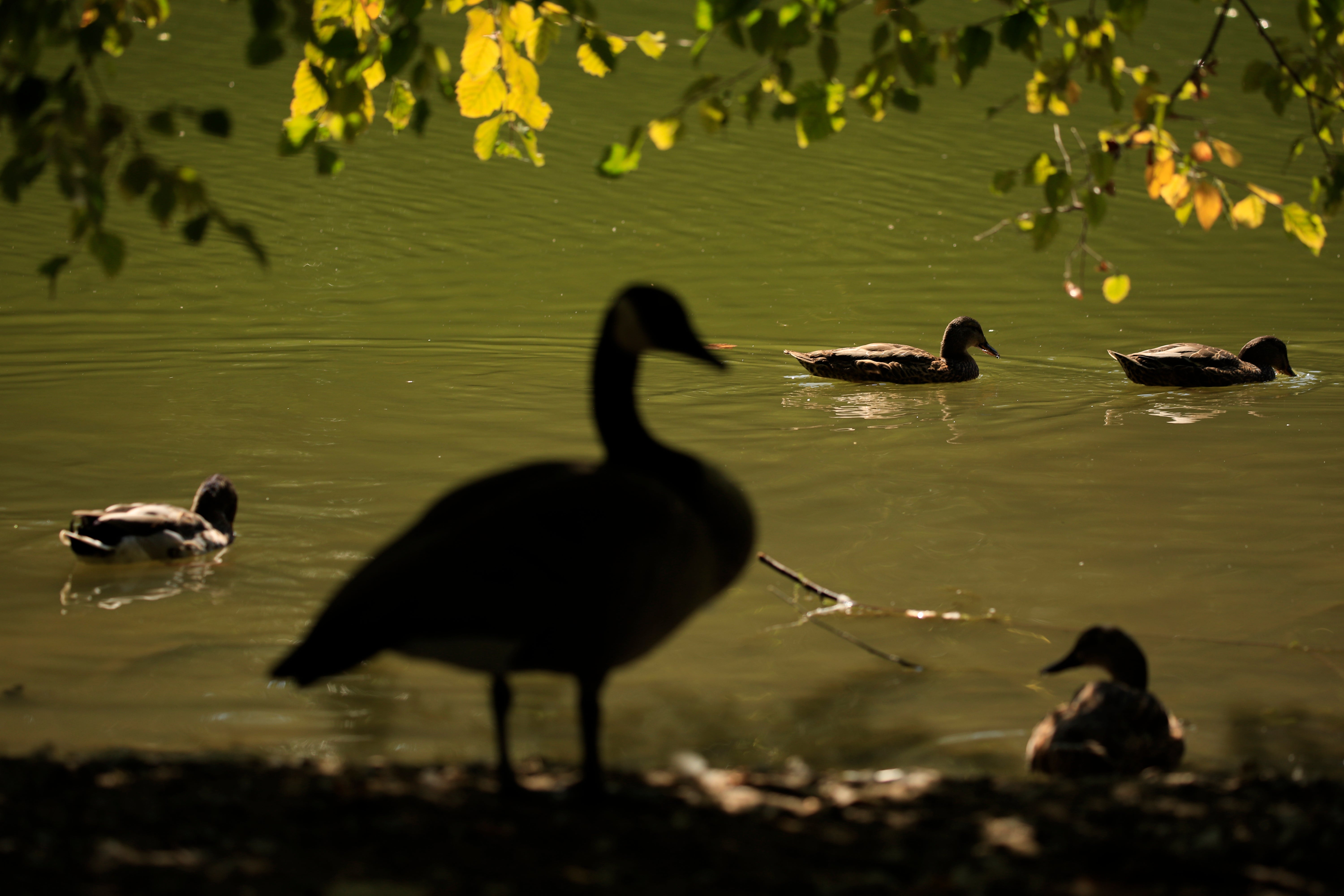 Waterfowl at Peanut Pond in Snyder Park, Springfield. The welfare of Ohio's urban geese has become an unexpectedly hot topic in the 2024 presidential election