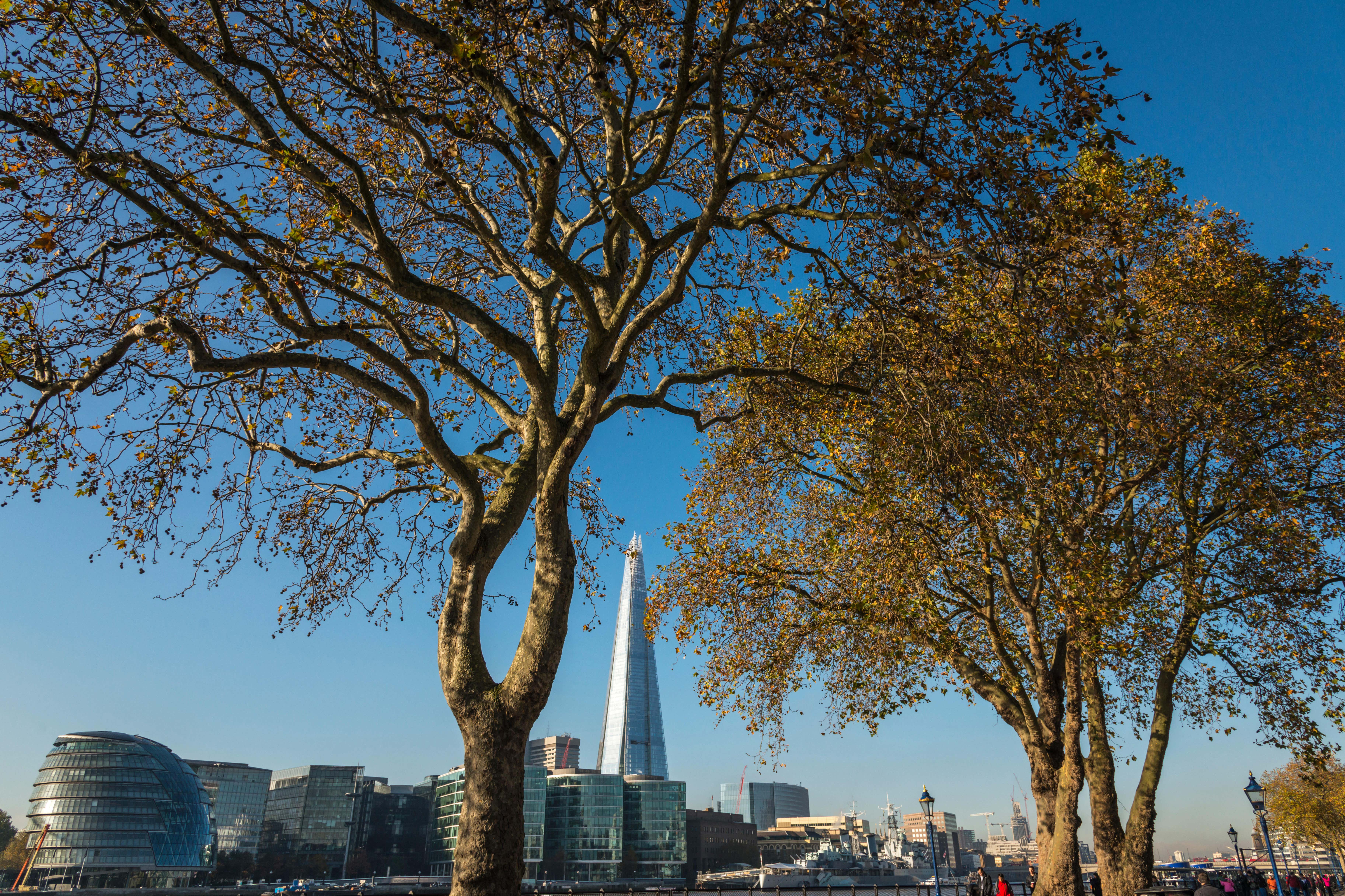 Volunteers are on the hunt for hitch-hiking bugs plane lace bugs, which pose a threat to the plane trees that line streets and parks in London and other cities (Alamy/PA)