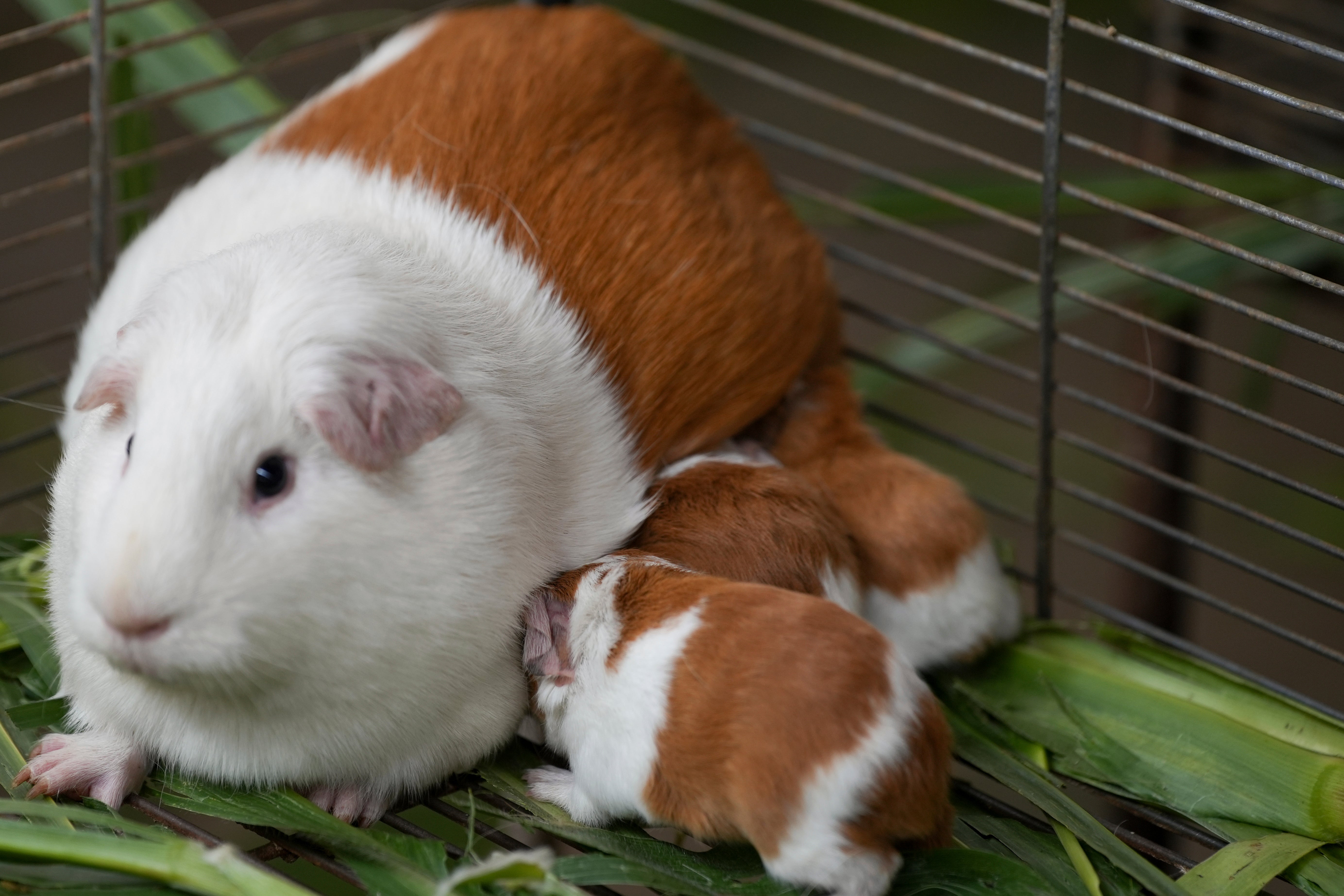 Peru Guinea Pig