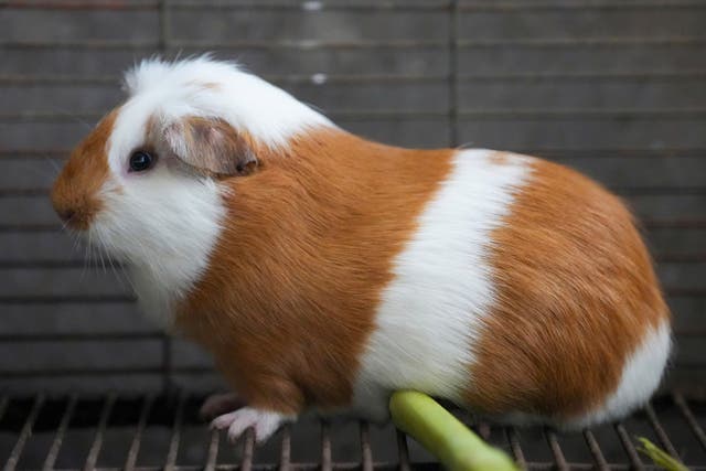 Peru Guinea Pig