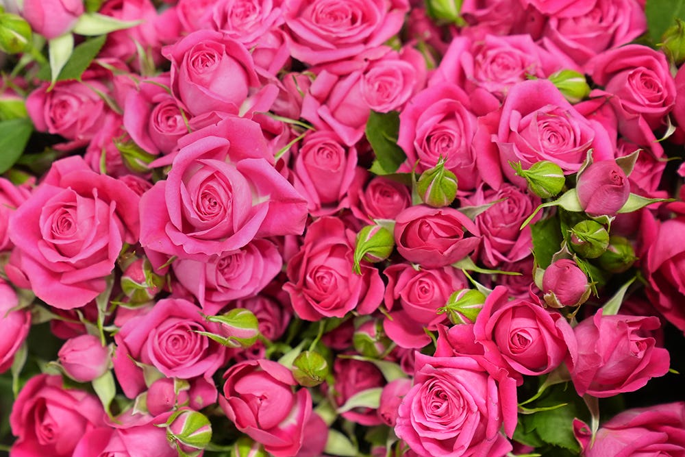 Flowers on display at MM Flowers in Alconbury, Cambridgeshire, before being made into bouquets for supermarket chain Tesco (Joe Giddens/PA)