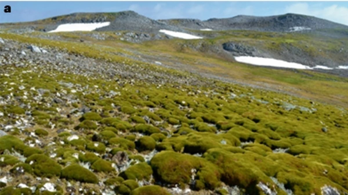 Satellite images show Antarctica is turning ‘green’ faster than previously thought