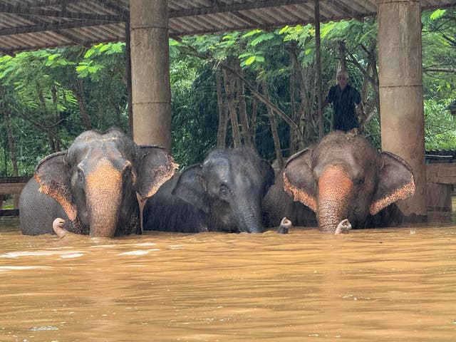 <p>Elephants seen wading though belly-deep water in Thailand’s elephant sanctuary  </p>