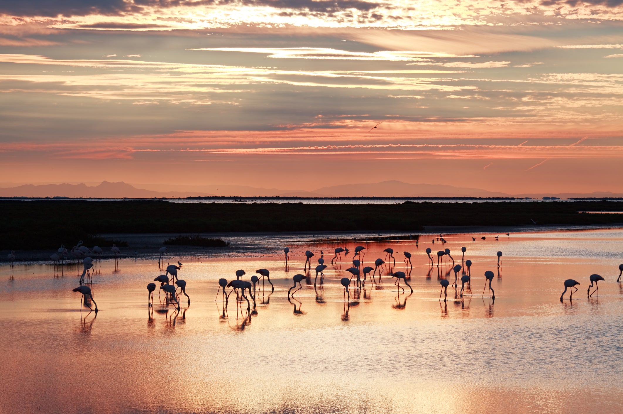 Guests can look for wildlife – including flamingoes – in the Camargue