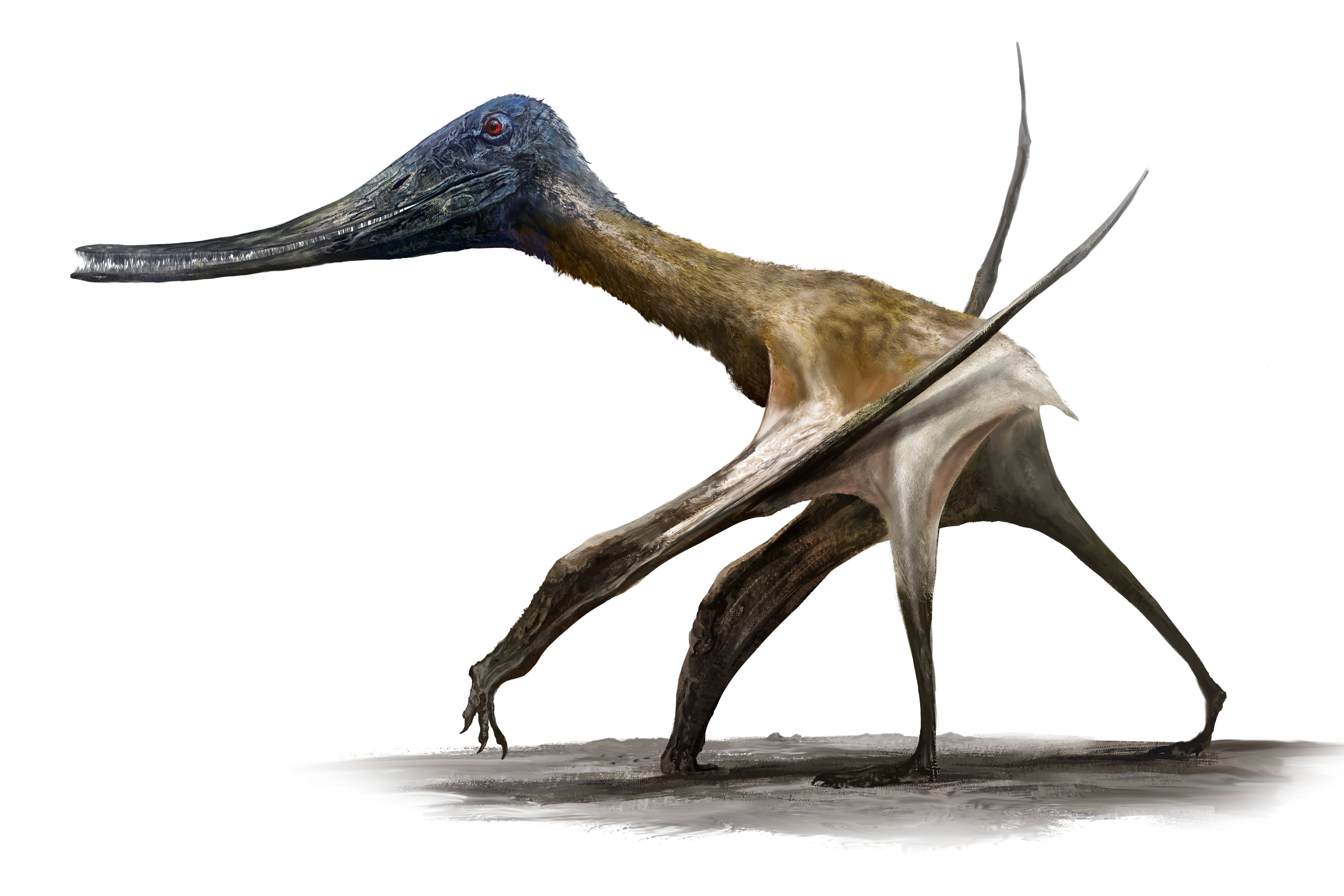 An illustration of a short-tailed pterosaur