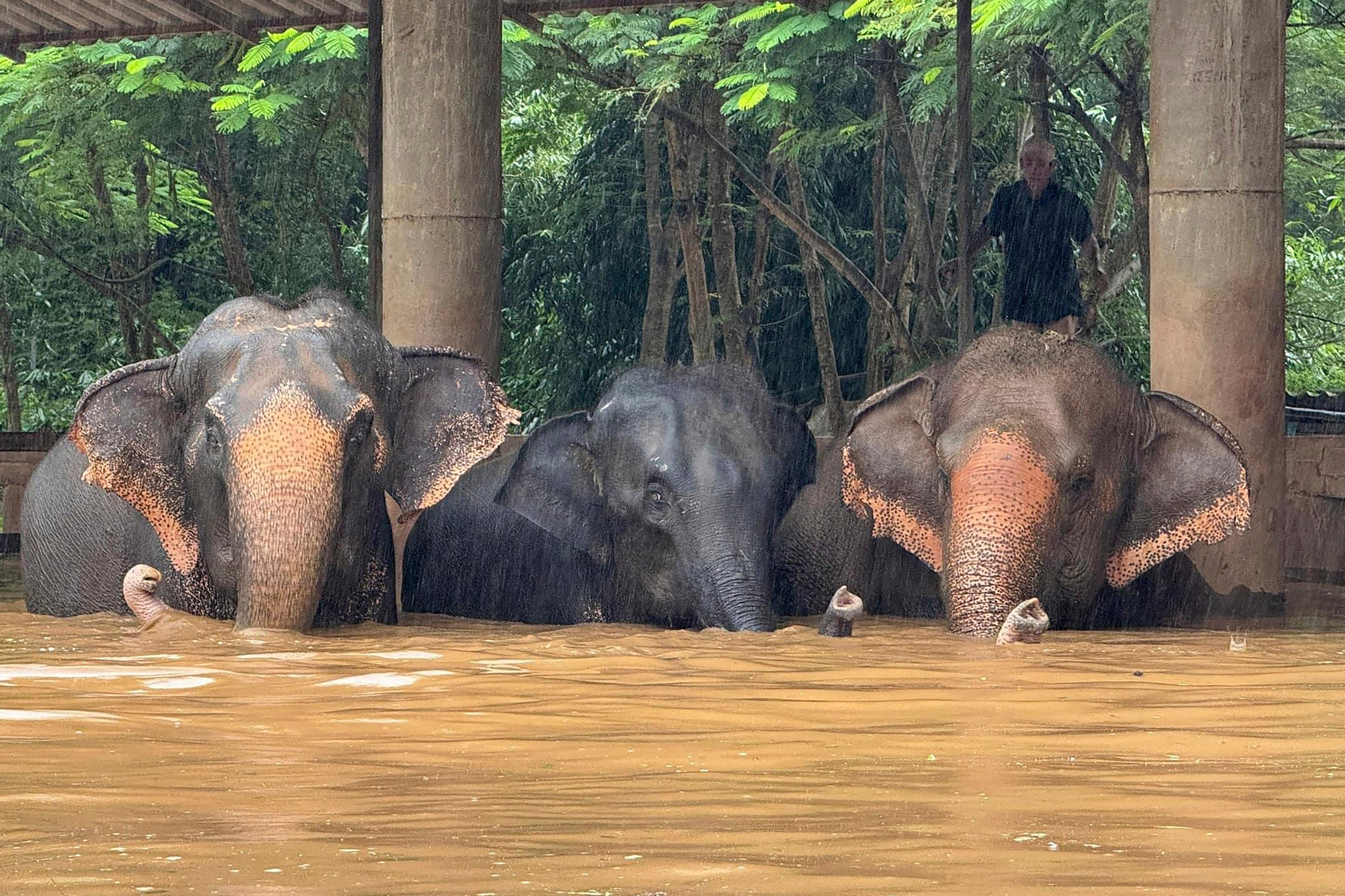 Thailand Elephant Evacuation