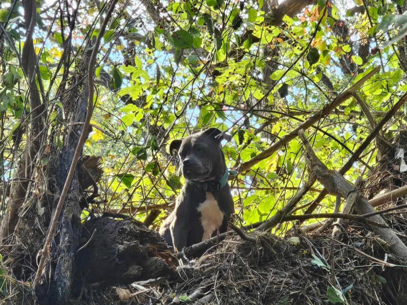 A Tennessee pup named Athena was rescued after being stranded 20 feet high in a tree thanks to Hurricane Helene flooding