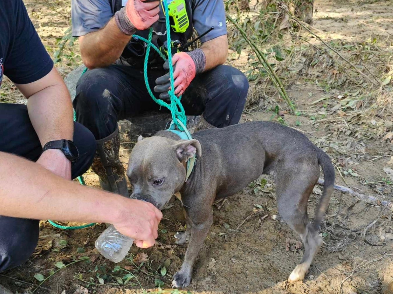 Rescuers give stranded pup Athena water after helping her down from a tree