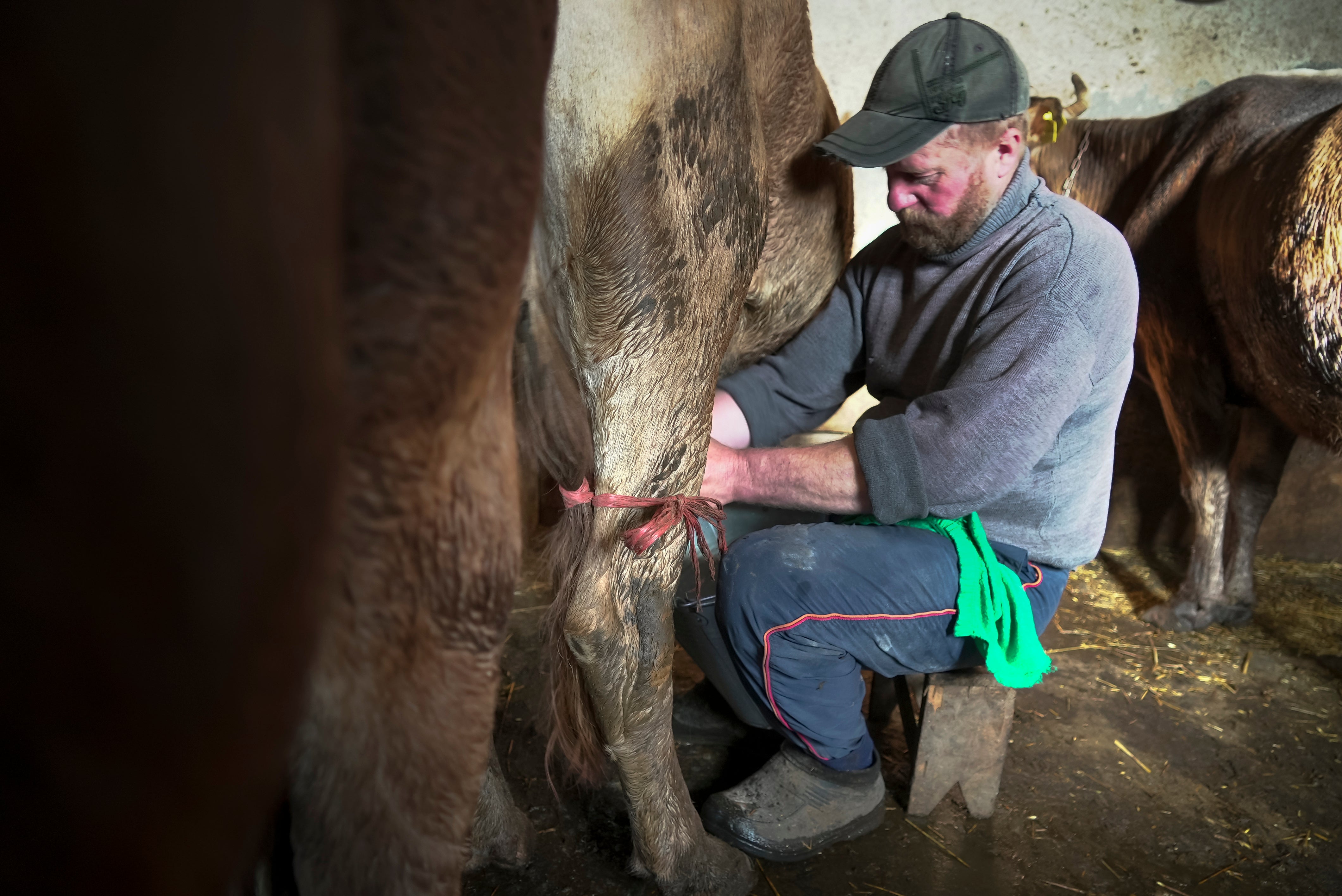 Yuri Strukov, 46, milks a cow at his farm in the remote mountain village of Orlovka, Georgia