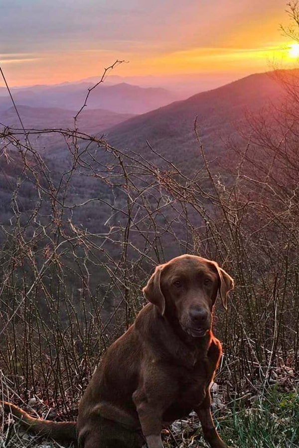 Chocolate lab Moss, that belongs to Boone McCrary of Greeneville