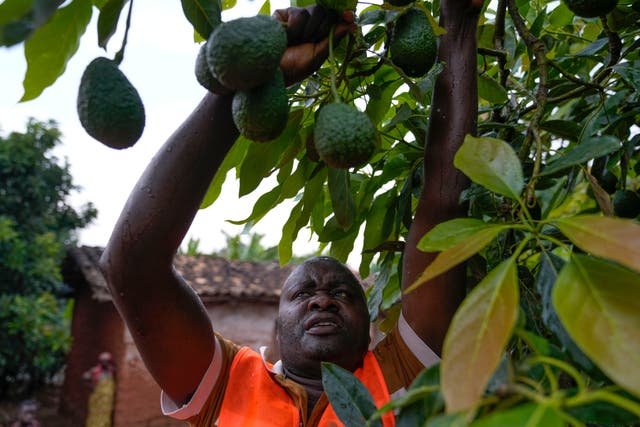 Burundi Avocado Country