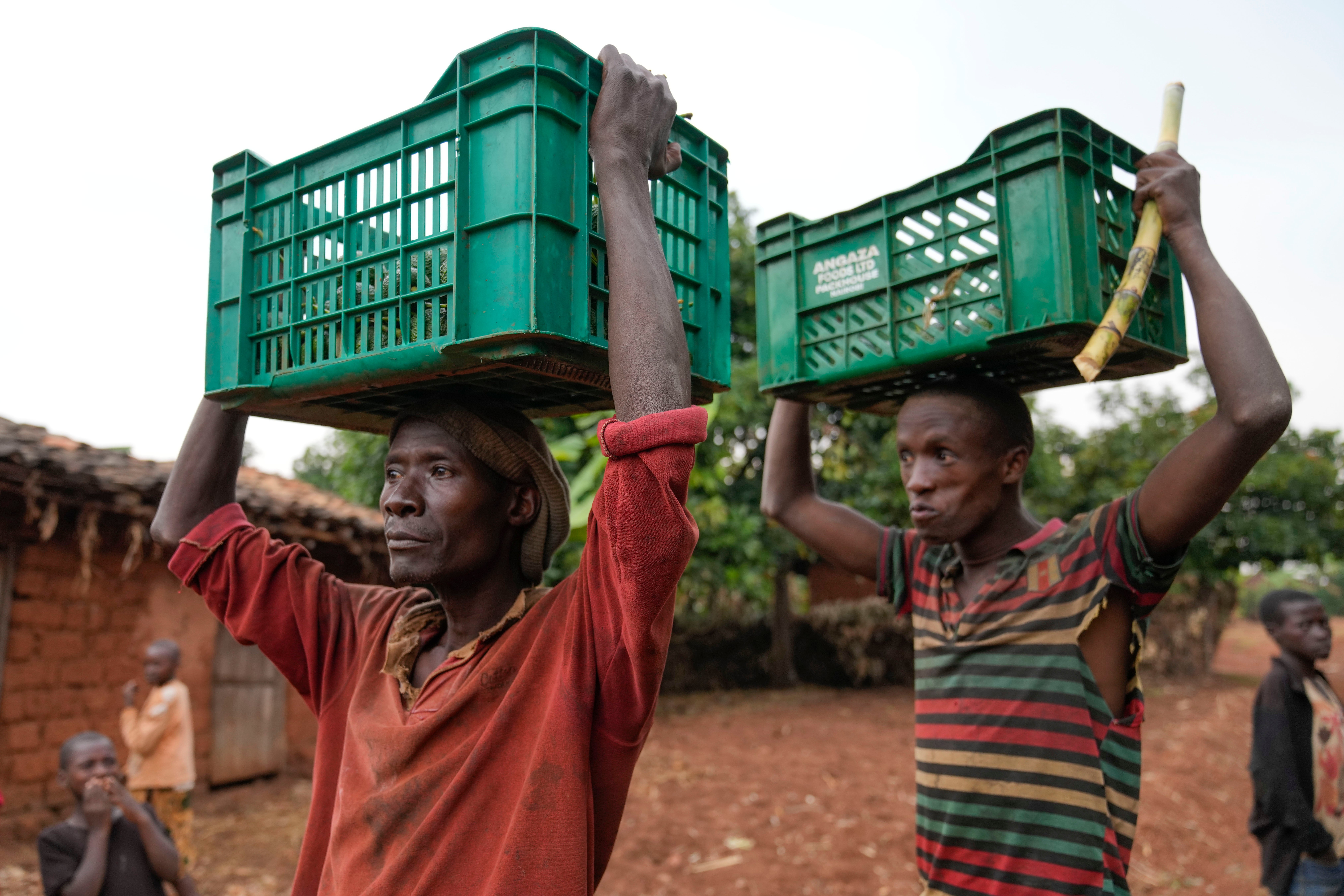 Burundi Avocado Country