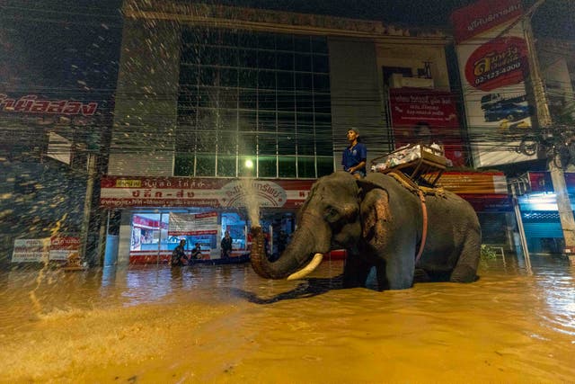 <p>An elephant wades through flood waters to help bring relief supplies to villager in Chiang Mai Province, Thailand</p>