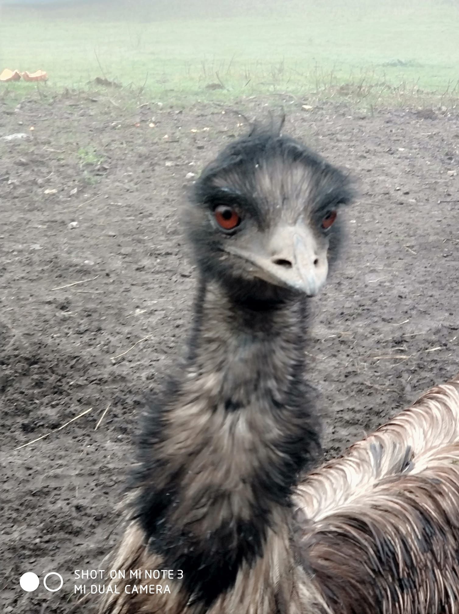 It is suspected he fell in the river while playing with other emus last Monday