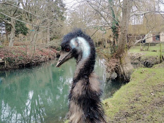 <p>The missing emu Irwin has been discovered in the River Avon </p>