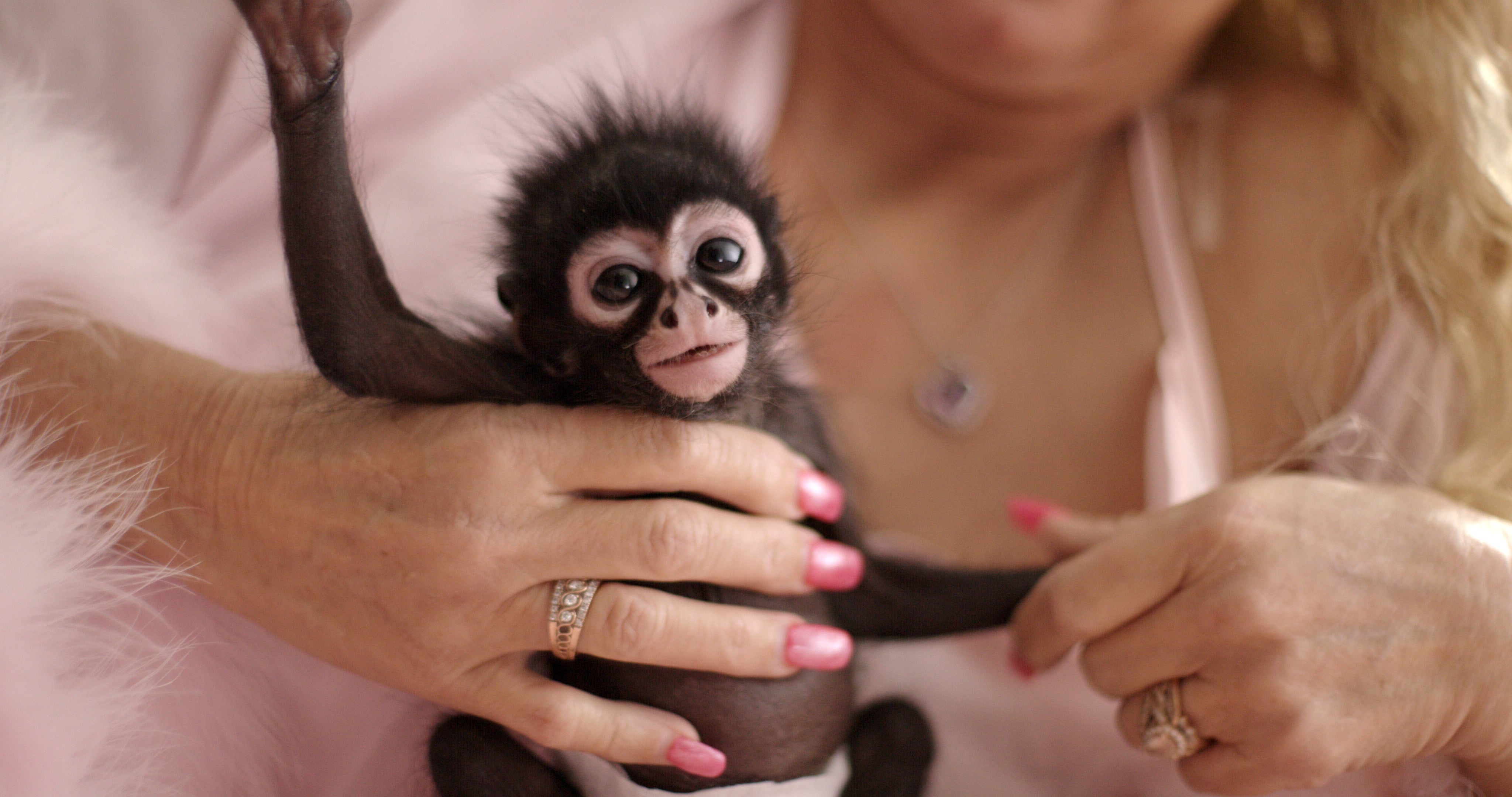 Um bebê chimpanzé apresentado no documentário 'Chimp Crazy'