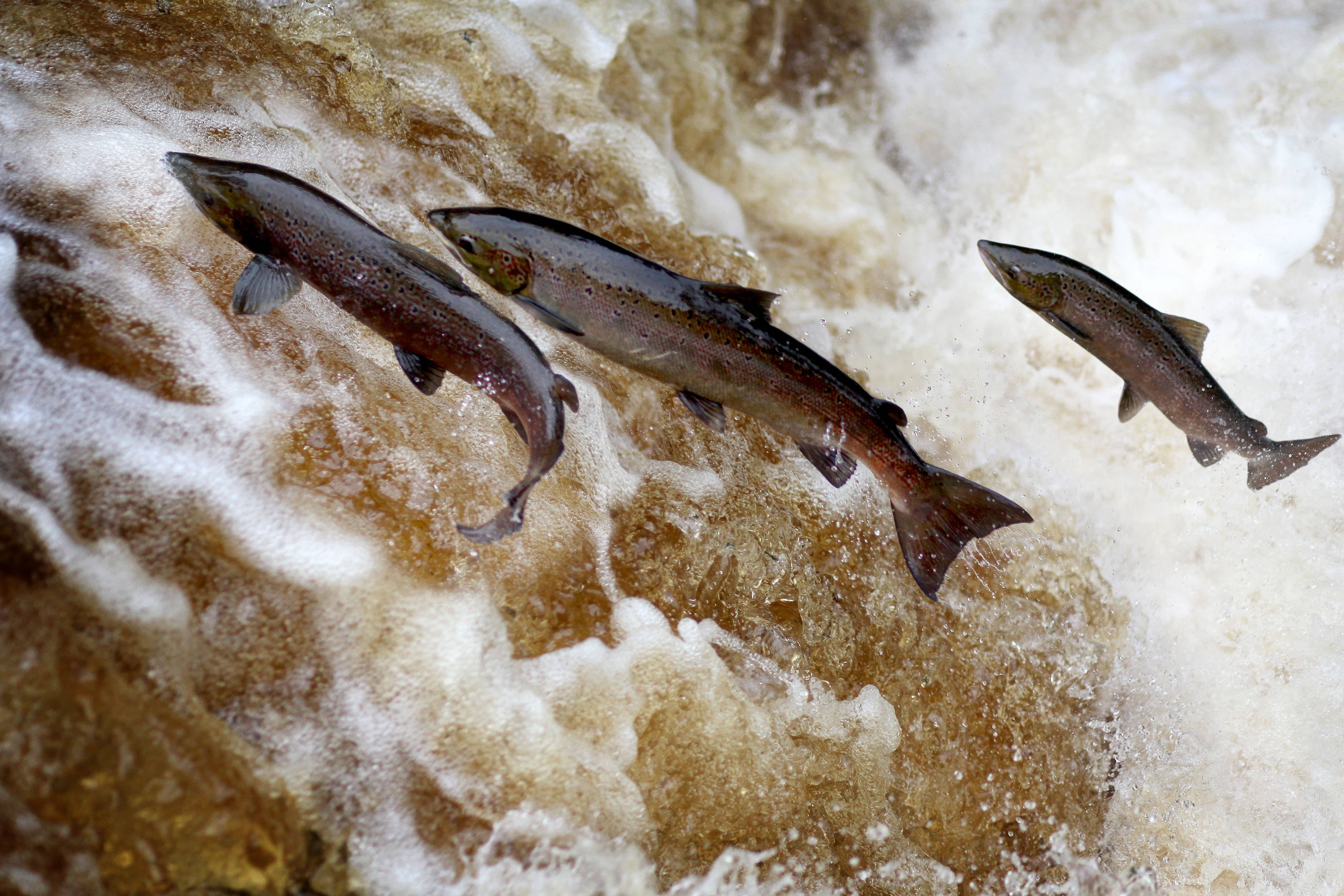 Salmon are at their lowest level on record in England’s rivers (Alamy/PA)