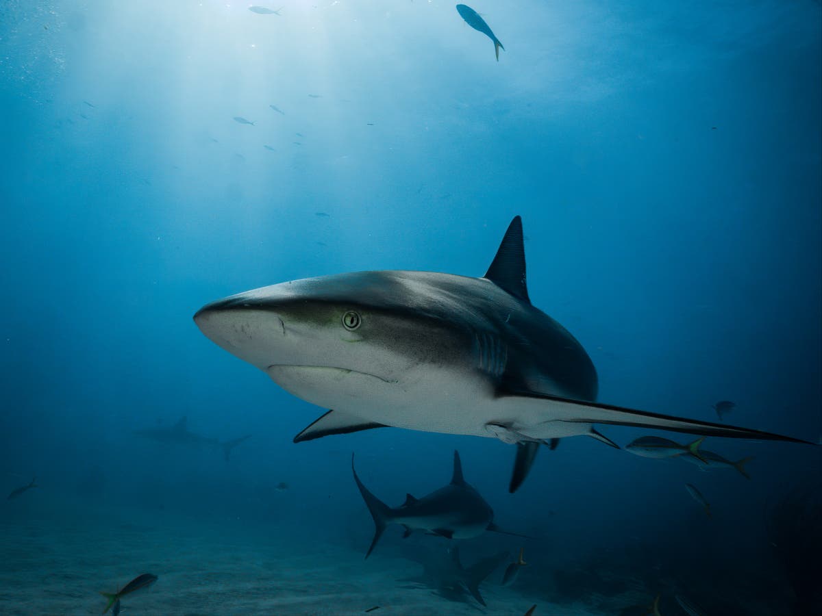 Missing tourist’s body parts found inside shark in Indonesia