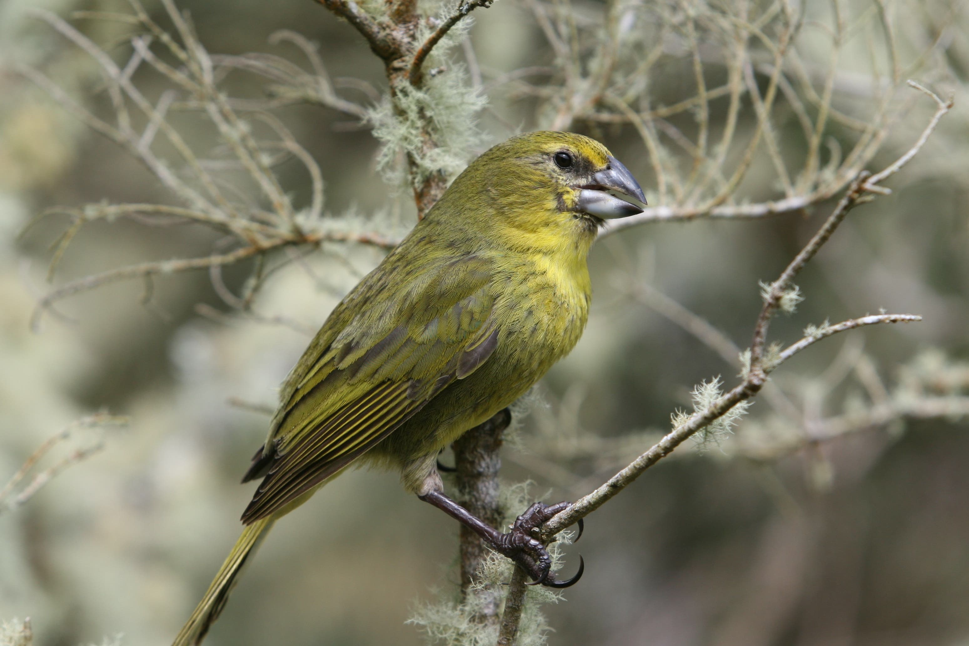 The Wilkins’ bunting is endemic to Nightingale Island (Peter Ryan/PA)