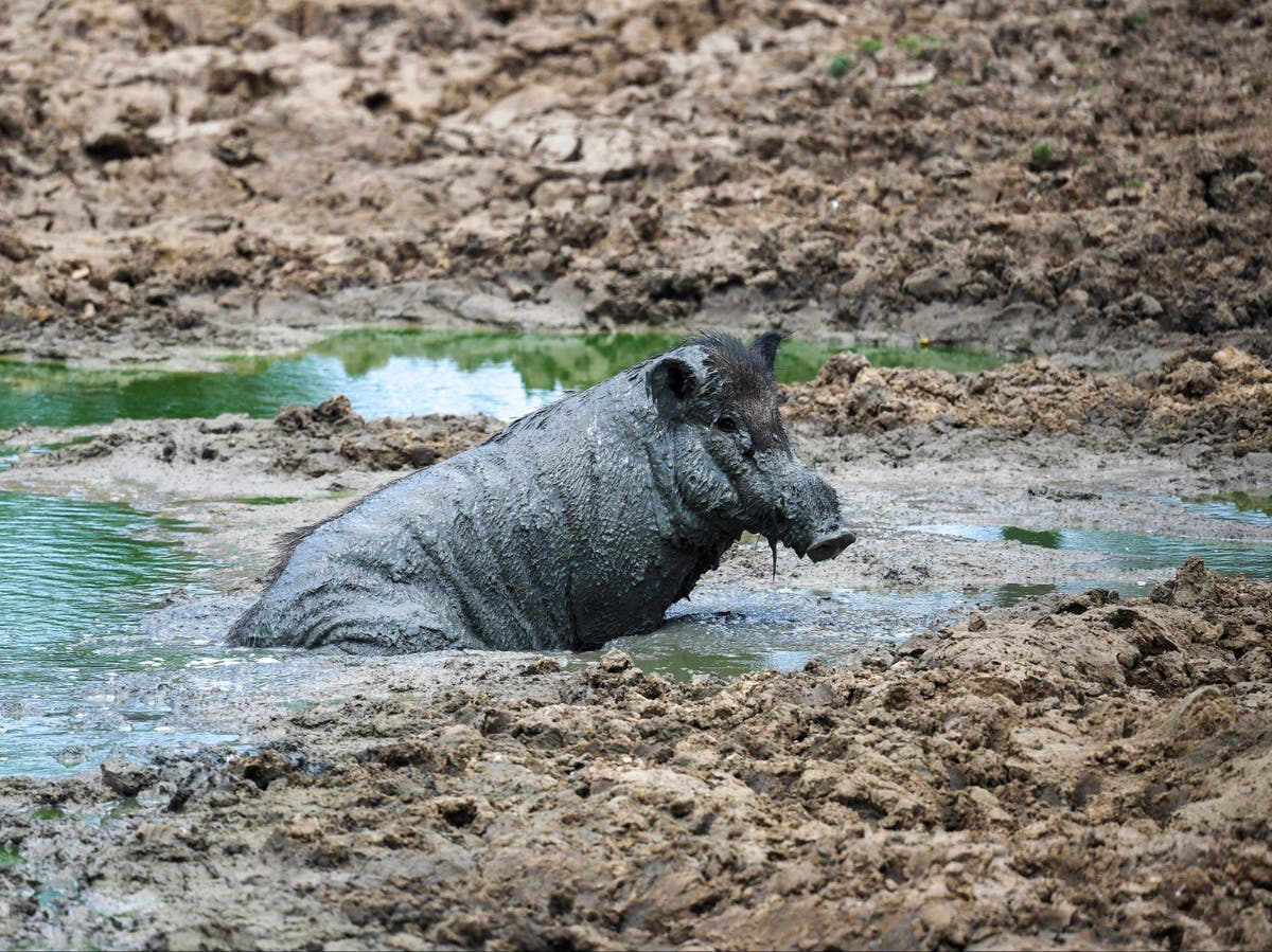 South Korean hunter kills man he mistook for wild boar