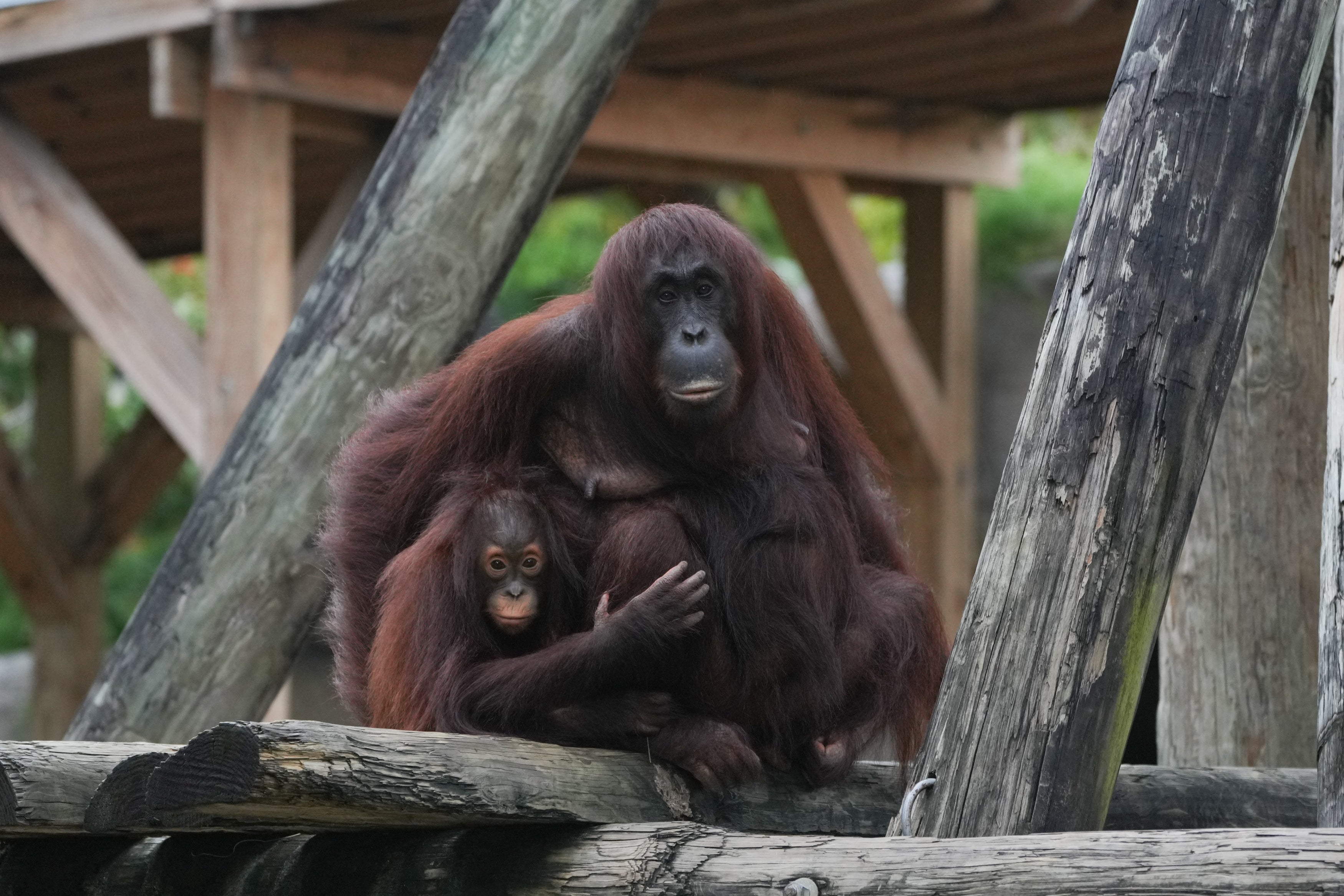 Orangutan mother and calf watch before being moved to a conservation area at the Tampa Zoo