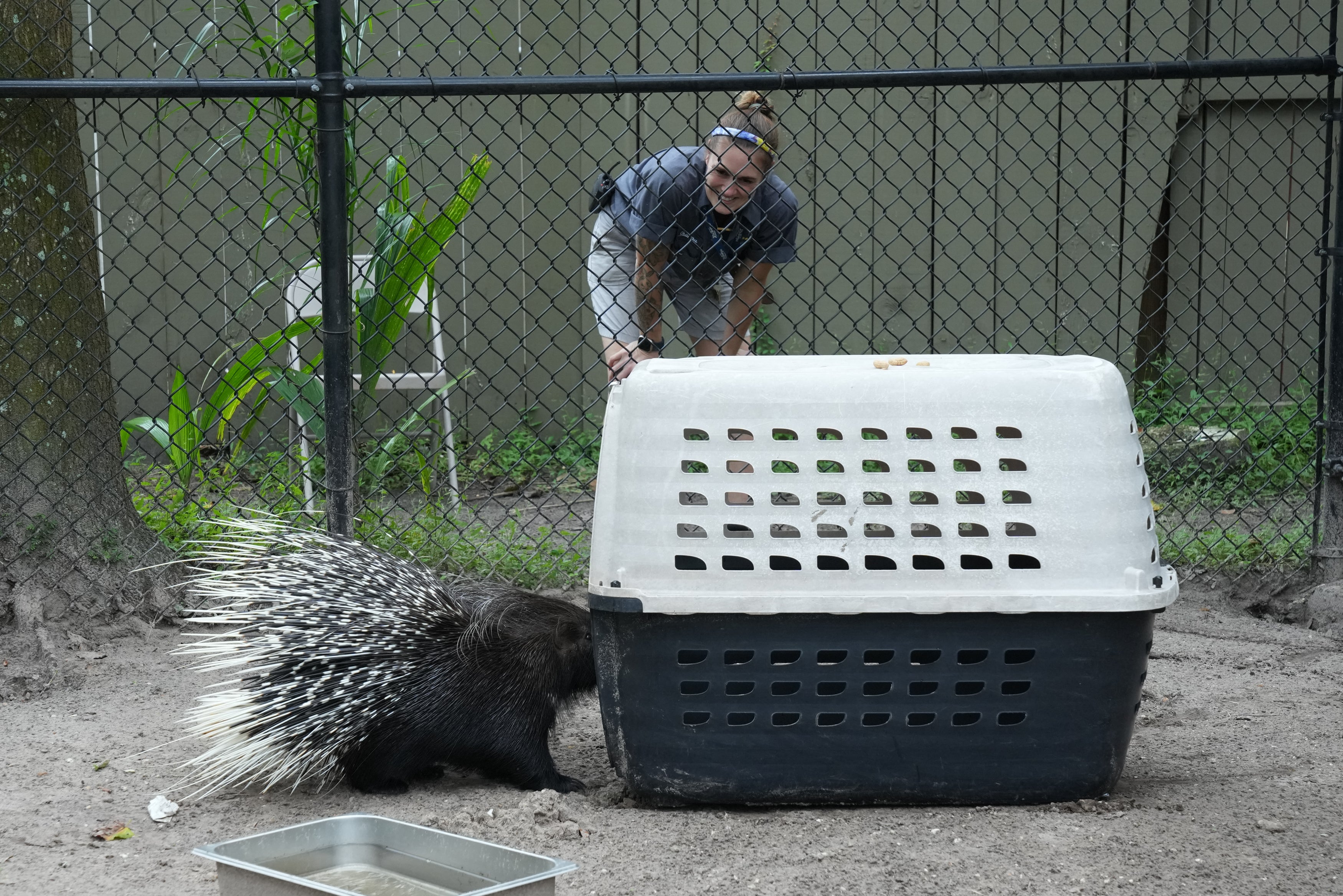 Employees move Chompers, an African porcupine at the Tampa Zoo, into a pet carrier.