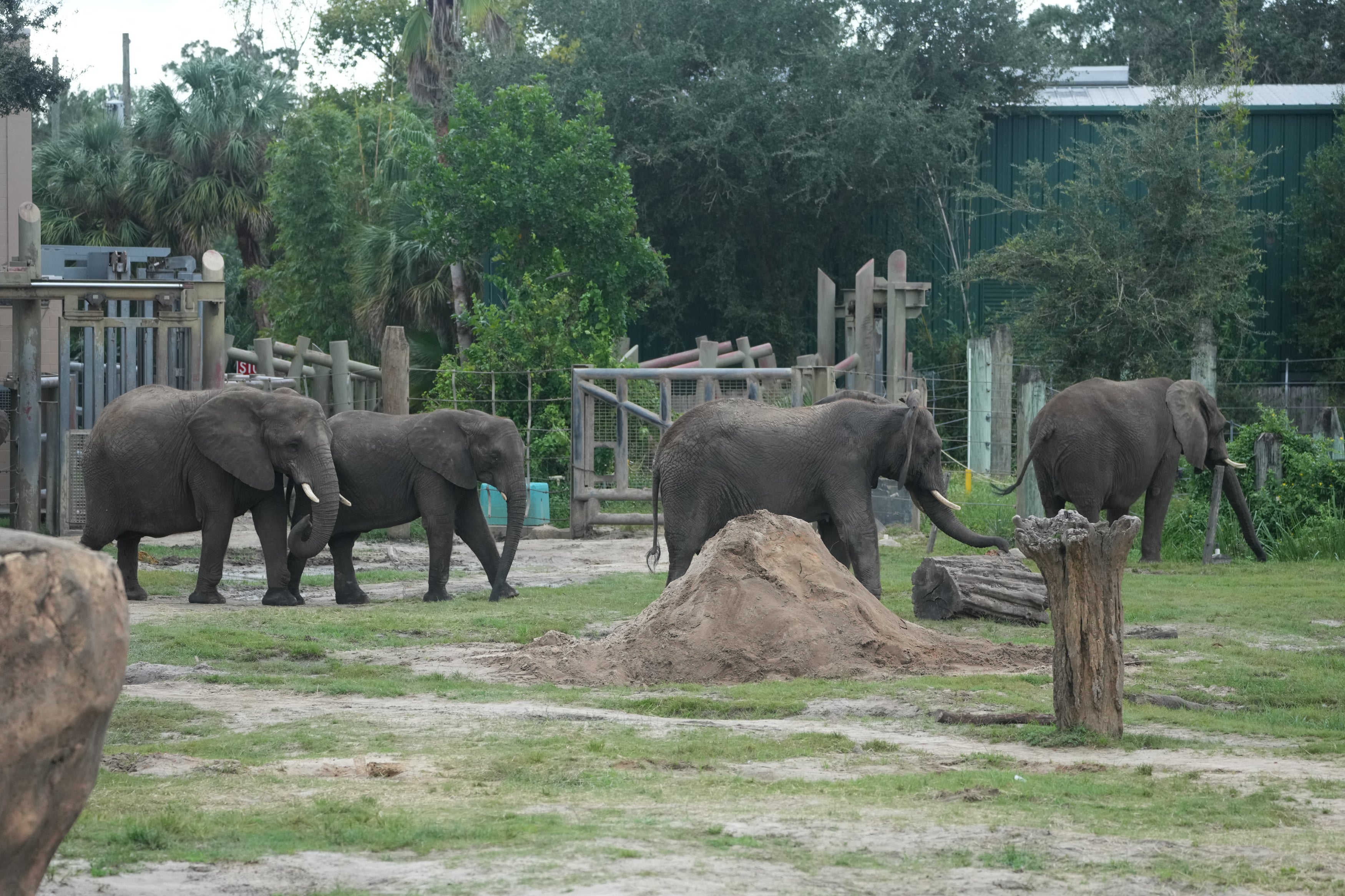 African elephants are seen before being moved to a sanctuary at the Tampa Zoo ahead of Hurricane Milton's predicted landfall.