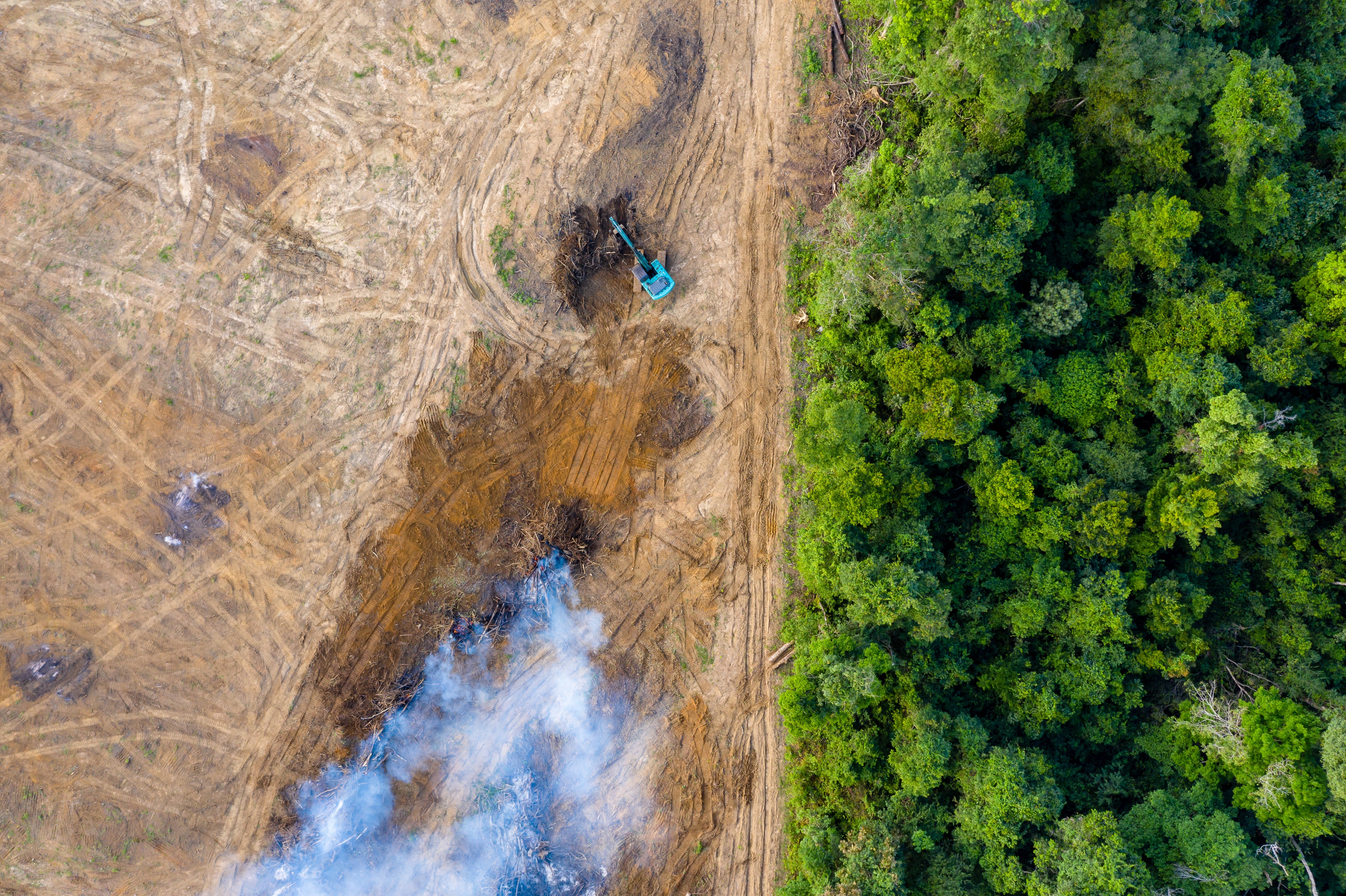 Not far off: In just three months, the European Deforestation Regulation comes into force