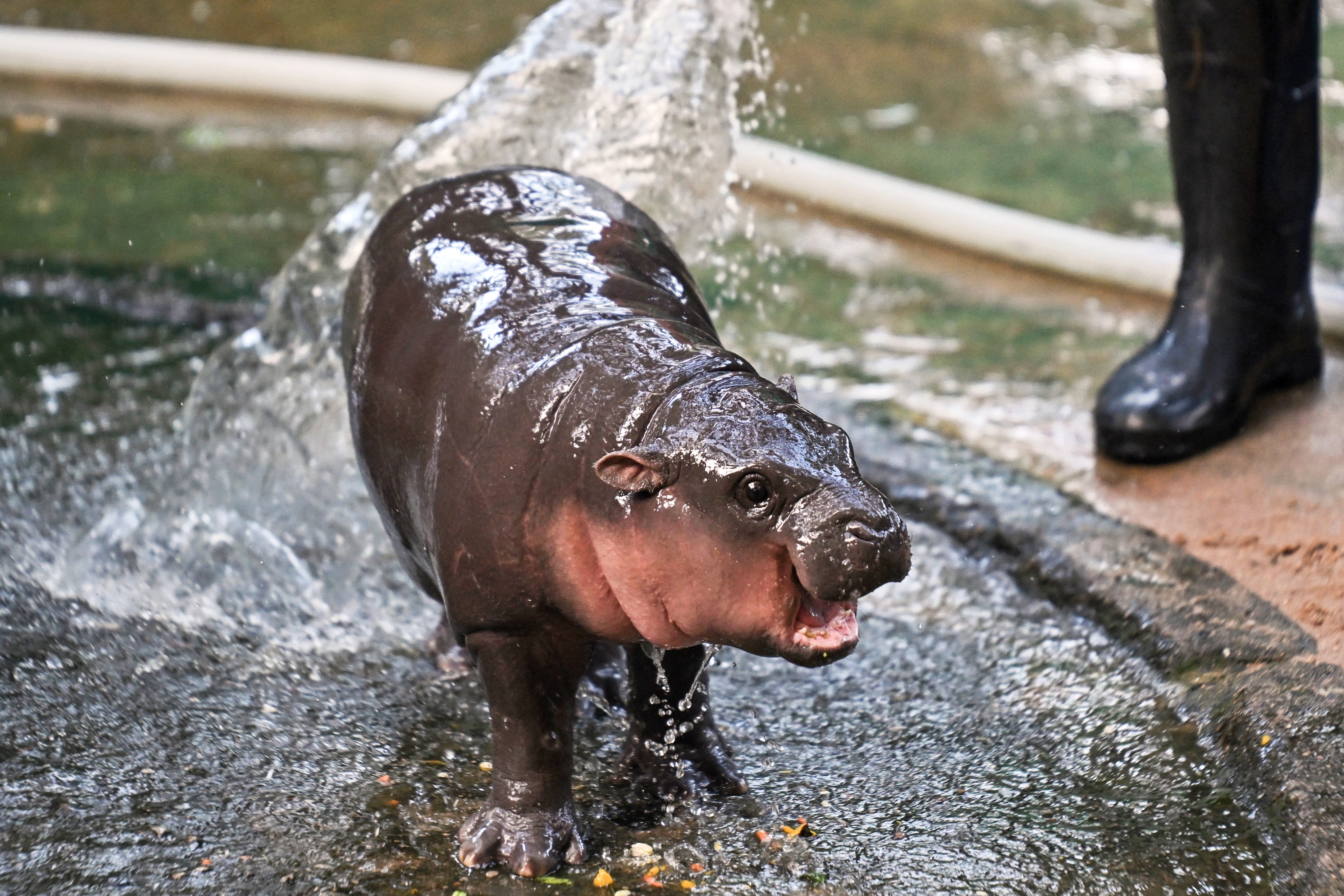 Moo Deng, an infant pygmy hippo who became a viral internet sensation, is showered by a zookeeper at Khao Kheow Open Zoo in Chonburi province in Thailand on 15 September, 2024