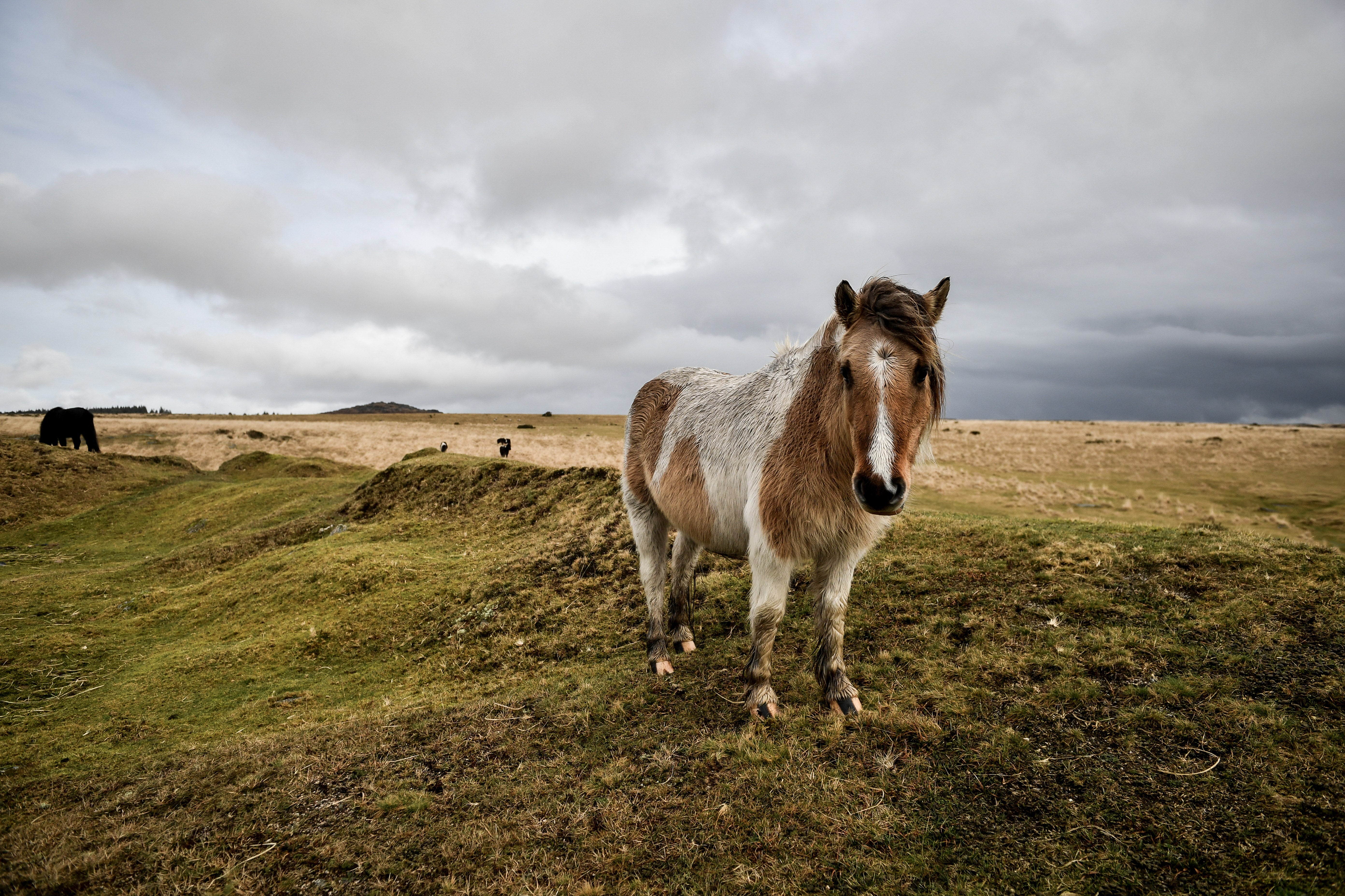 If commoners choose commercial livestock to earn a living, DHPA secretary Joss Hibbs warned the ponies would be lost