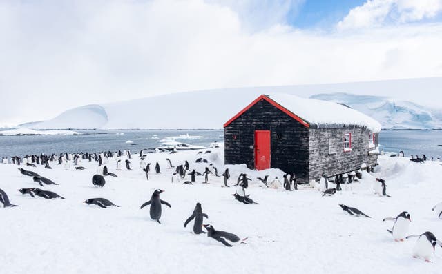 <p>Penguins at Port Lockroy in Antarctica in 2023</p>