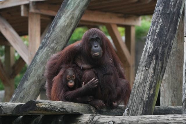 <p>A mother and child orangutan are huddled together at ZooTampa on Monday before they are moved to hurricane-safe buildings. Hurricane Milton is expected to bring conditions not seen in the Florida city for a century </p>