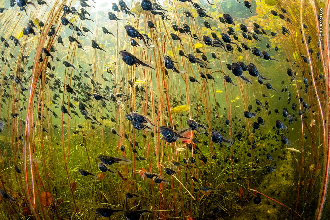 Tadpoles among lily pads in a lake on Vancouver Island, British Columbia, present day