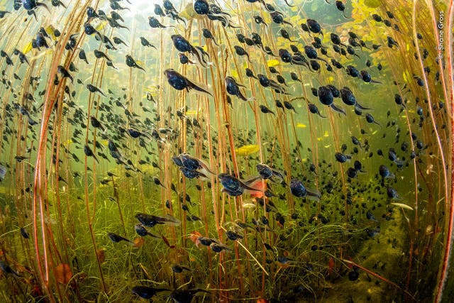 <p>Tadpoles among lily pads in a lake on Vancouver Island, British Columbia, present day </p>