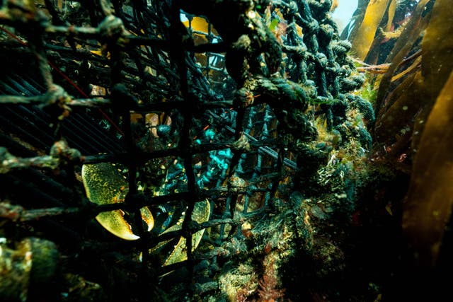 A Cornwall lobster pot (Marine Conservation Society/Sam Mansfield)