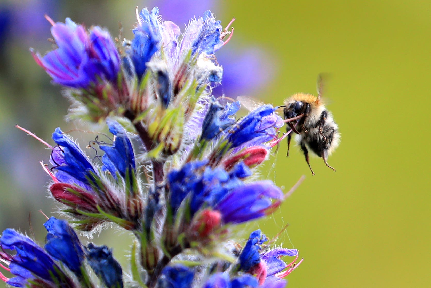 Bumblebees makes pessimistic choices after suffering stress, researchers have found (Gareth Fuller/PA)