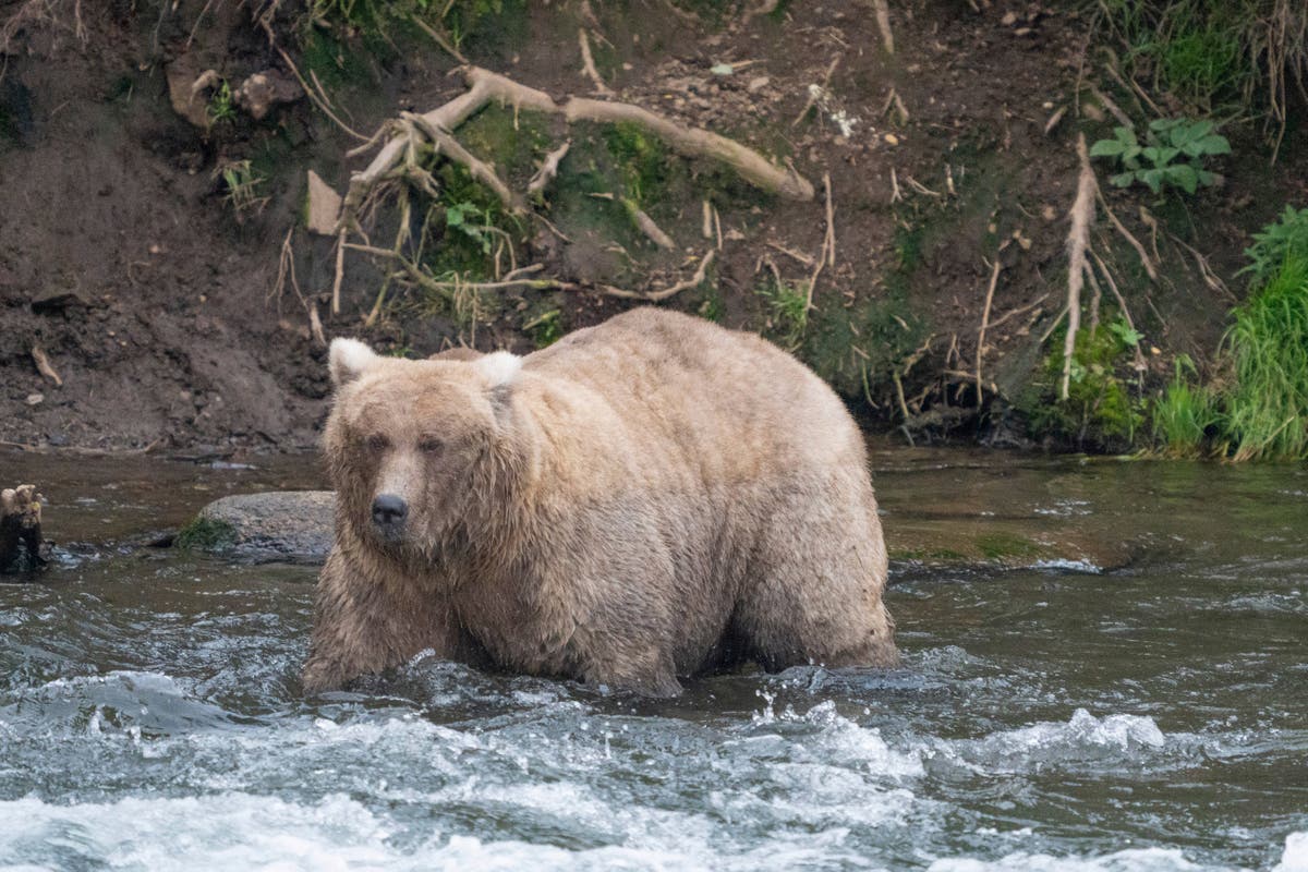 Alaska&rsquo;s Fat Bear Contest ends with storyline to rival any Hollywood movie