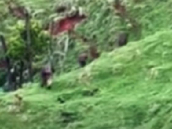 Tom Phillips and his children spotted by a young hunter walking in a field on the North Island