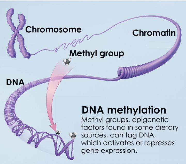 DNA 甲基化是細胞發育所必需的機制，與老化和癌症的形成有關