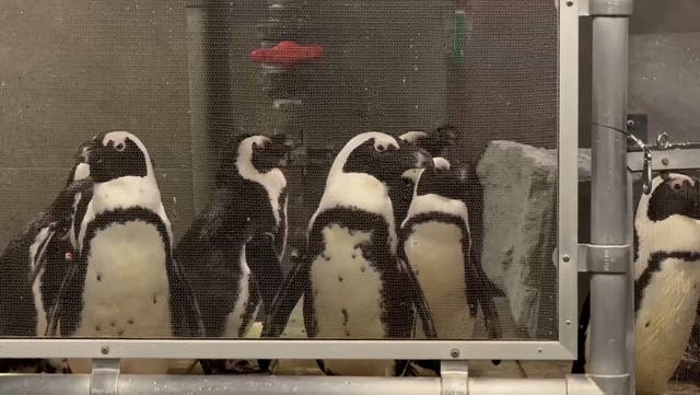 <p>Penguins moved to safety at Florida Aquarium as ‘catastrophic’ Hurricane Milton nears.</p>