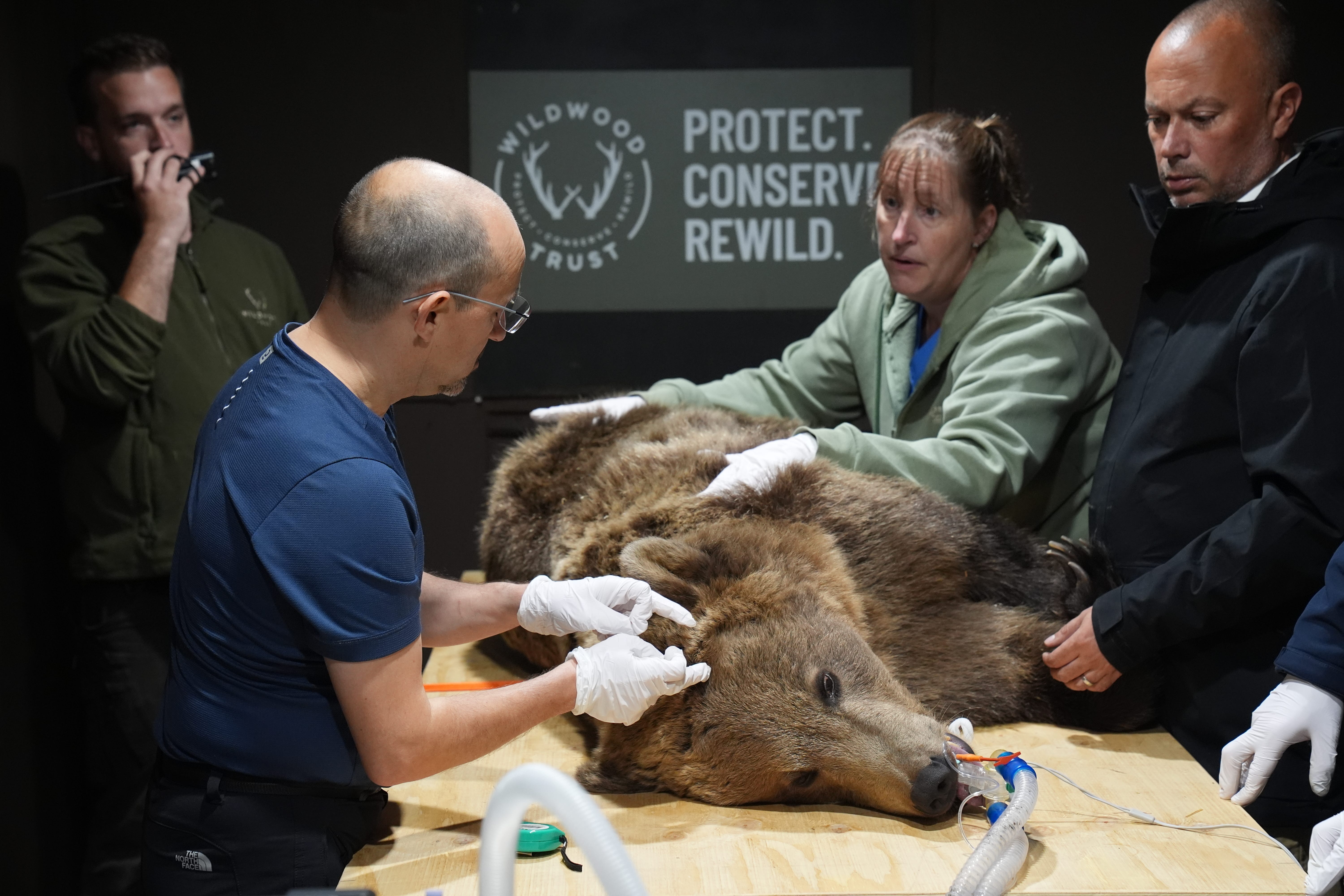 Specialist wildlife veterinary surgeon, Romain Pizzi, prepares to perform surgery to drain fluid from the brain of two-year-old brown bear Boki (Gareth Fuller/PA)