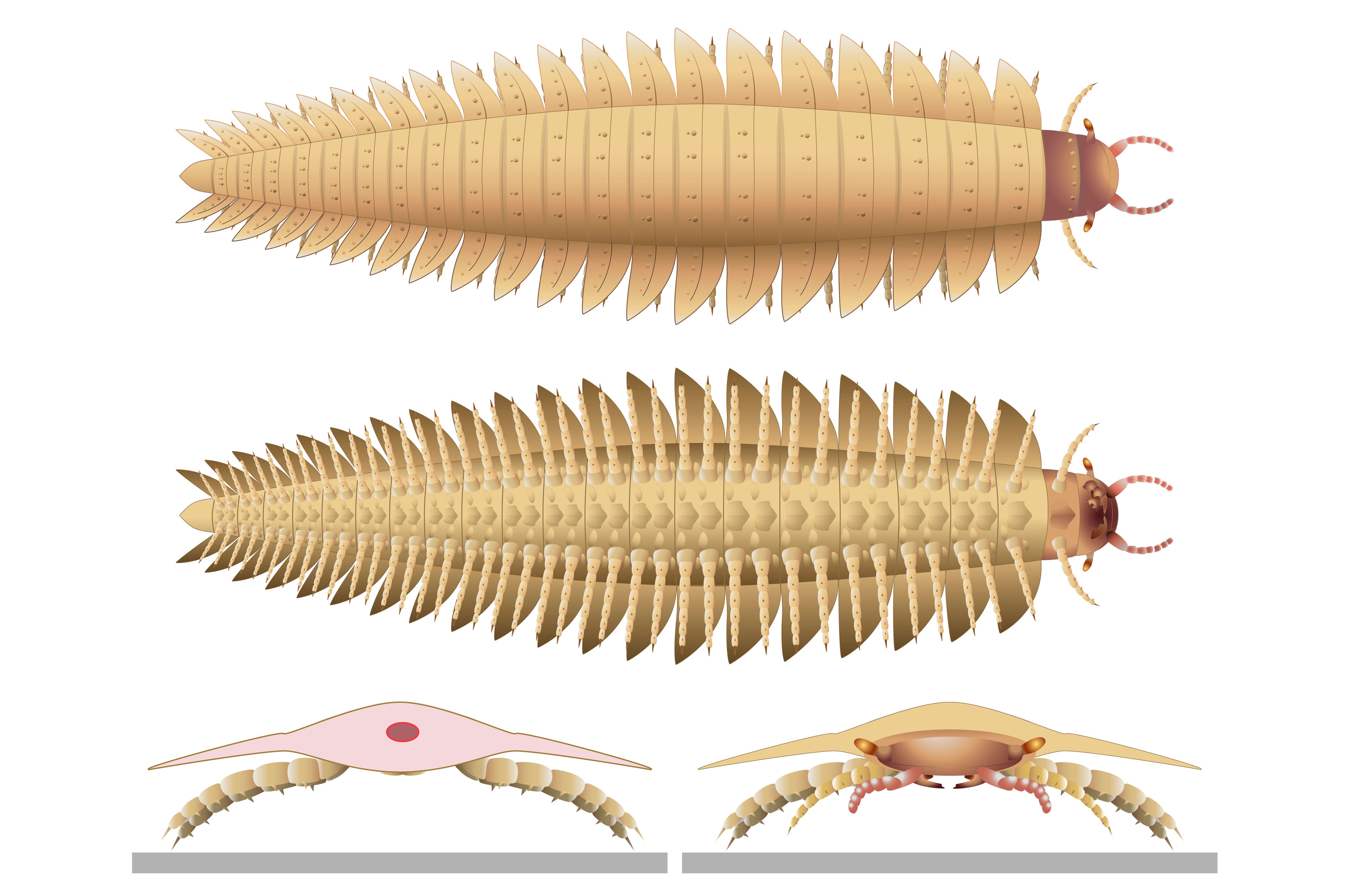 This illustration provided by researchers in October 2024 depicts a juvenile Arthropleura insect reconstructed using fossils discovered in Montceau-les-Mines, France.