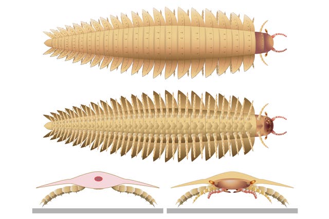 <p>This illustration provided by researchers in October 2024 depicts a juvenile Arthropleura insect reconstructed using fossils discovered in Montceau-les-Mines, France.</p>