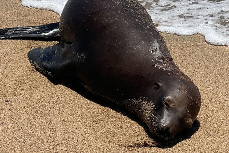 A sea lion was found shot on the beach in August. Officials are now offering a $20,000 reward for information leading to the suspect involved